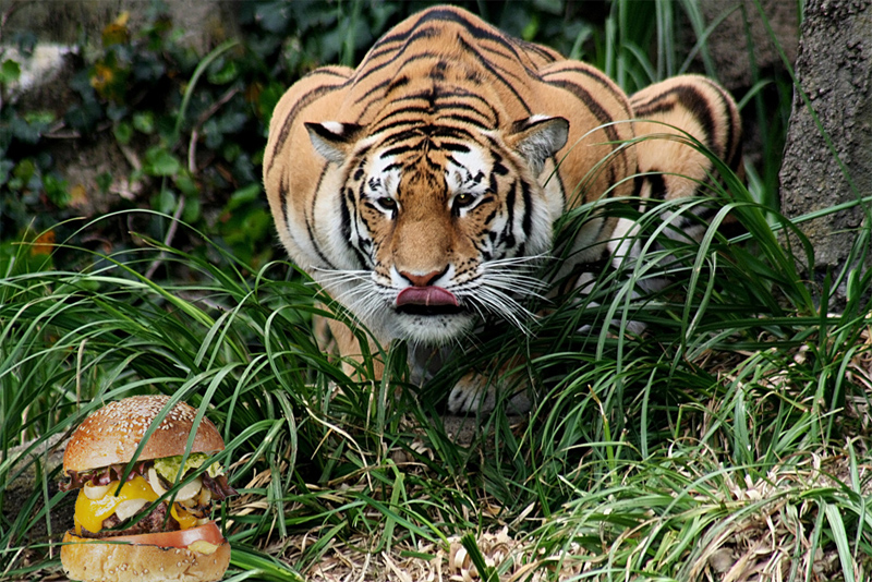 tiger burger