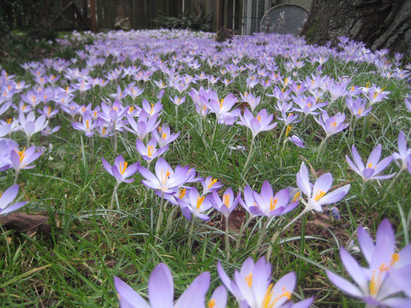 crocuses