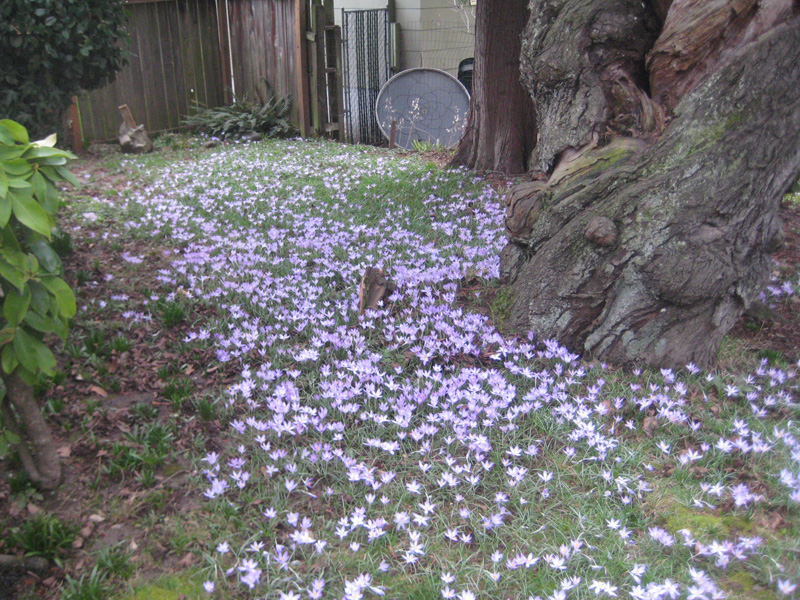 crocuses